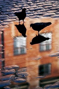 reflected birds